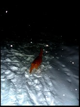 rot .... / ***