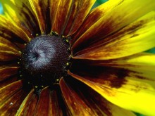 Sonne in der Handfläche / ***