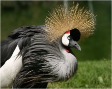 "Die traurige Crane ..." / ***