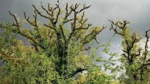 Branch / ***