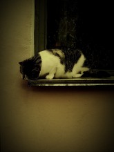 Murka / ***