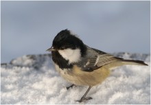 Wintermitte / ***