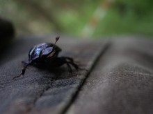 Im Wald / ***