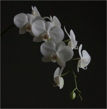 Flower kalten Marmor ..... / ***
