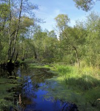 Forest River / ***