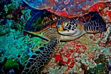 Der weise Schildkröte / ***