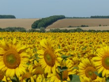 nur Sonnenblumen ... / ***