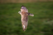 Free Flight / ***