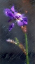 Iris / *********************