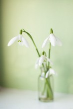 Frühling / . . .