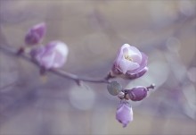 Hauch von Frühling ... / .....