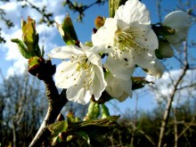 Frühling / ***