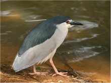 "Bird Quaqua" / ***
