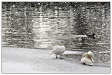 Müde Februar ... / ***