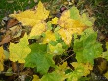 Wonderful Herbst / ***