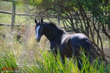 horse / ***