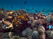 In fondo al mare / Mar Rosso