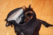 Hunde aus Fototaschen)) / ***