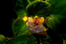 Hier sind einige MACRO wollte ... / ***