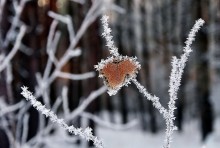 Forest Valentine ... / ***