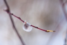 Der Frühling kommt .... / ***