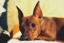 In den Augen der Hunde / No Com...