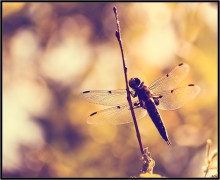 Im Sommer ... / ***