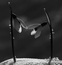 Das Berühren der Seele ... / ***