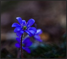 Frühling / ***