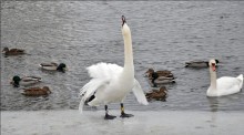 Elegant wie ........ / ***