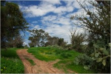 Als der Frühling kam in die Negev / ***