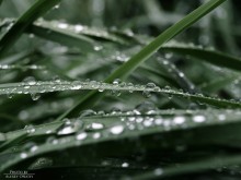 Regen / ***