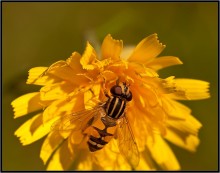 Sommer will ... / ***