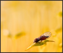 Vorschaubild 13 / ***