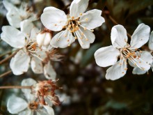 Frühling wie / ***