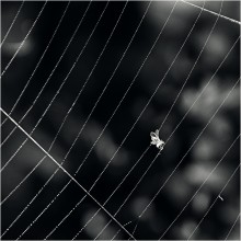 Häftling / *****