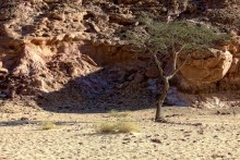und auf dem Sand Bäume / --------------