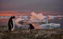 Abendlandschaft mit Pinguinen / ***