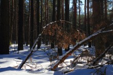 Im Wald / *****