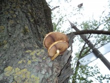 Geschwungene Pilze / ***
