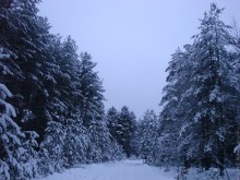 Die Straße im Winter / ***