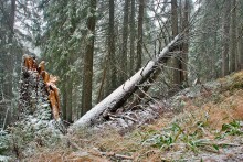 Mishkin Wald / ***