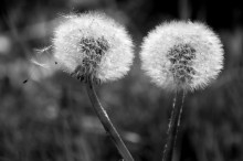 Flaum / ***
