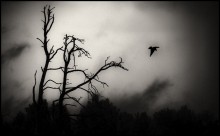 "Fliegen in der Nacht Rabe" / *****