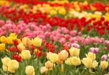 Die Farben des Frühlings / ......