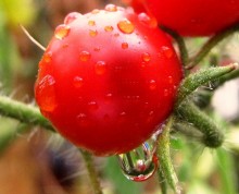 Nach dem Regen / ***