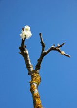 Blume der Hoffnung / ***