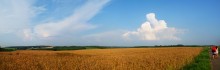 native fields / memories...