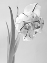 Tulpen / ***