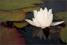 Schönen Frühling! Damen, Frauen, Mädchen! Schönheit, Liebe, Glück! / ***